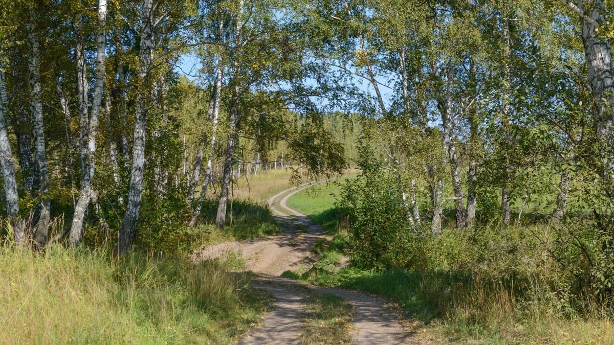 A serene dirt path winds through a tranquil birch forest in early fall, showcasing natural beauty and peacefulness.